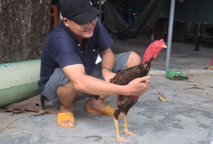 Anh Thái Bửu Bấu đang chăm sóc một trong hàng trăm con gà chiến mà anh đang nuôi.