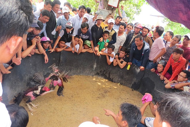 Chọi gà là địa điểm đông khách nhất trong mọi phiên chợ và hội làng.